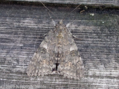 red underwing (Catocala nupta) Kenneth Noble
